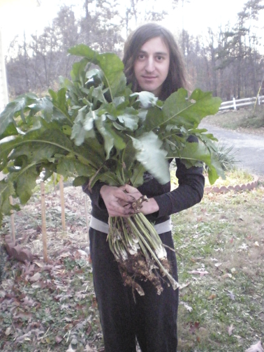 Planting Horseradish