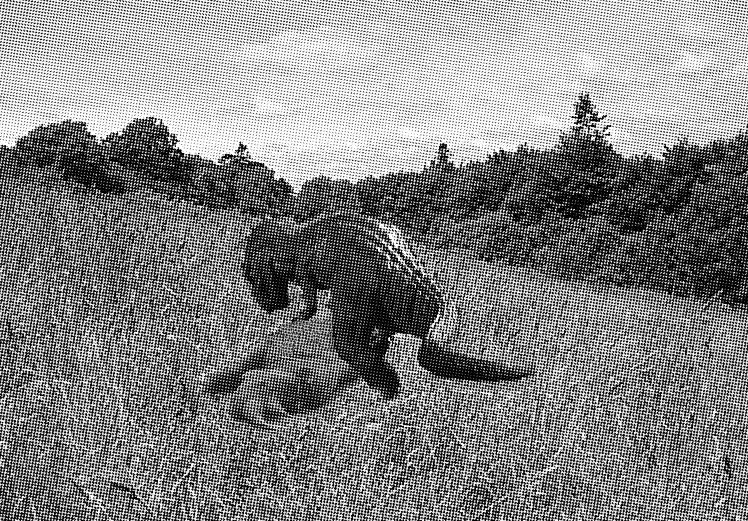 Kasai Rex, el dinosaurio carnivoro de Rodesia New+kasai+rex+photograph