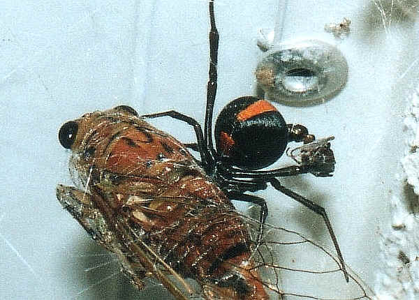 By a kissing-ug-bite at read kissing bug. By a kissing-ug-bite at read