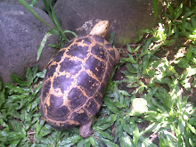 A tortoise from Sulawesi