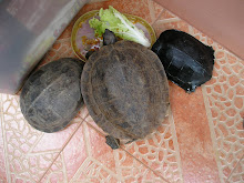 L to R - Malayan Box, Asian Leaf & Borneo Black Marsh Turtles