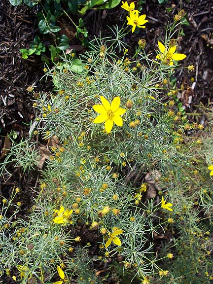 [YellowCoreopsis.jpg]