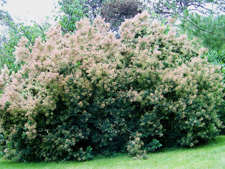 [pink-puffy-bush.jpg]