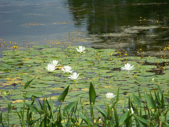 [Monet-waterlillies1.jpg]