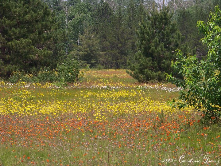 [Wildflower_meadow1.jpg]