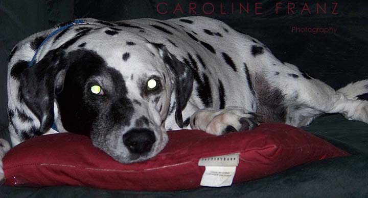 [Blaze-12-19-08.jpg]