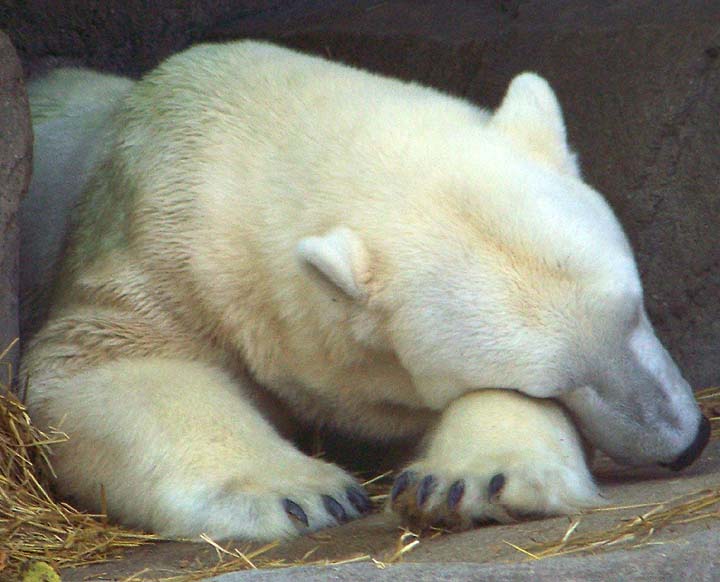 [sleepingbear.jpg]
