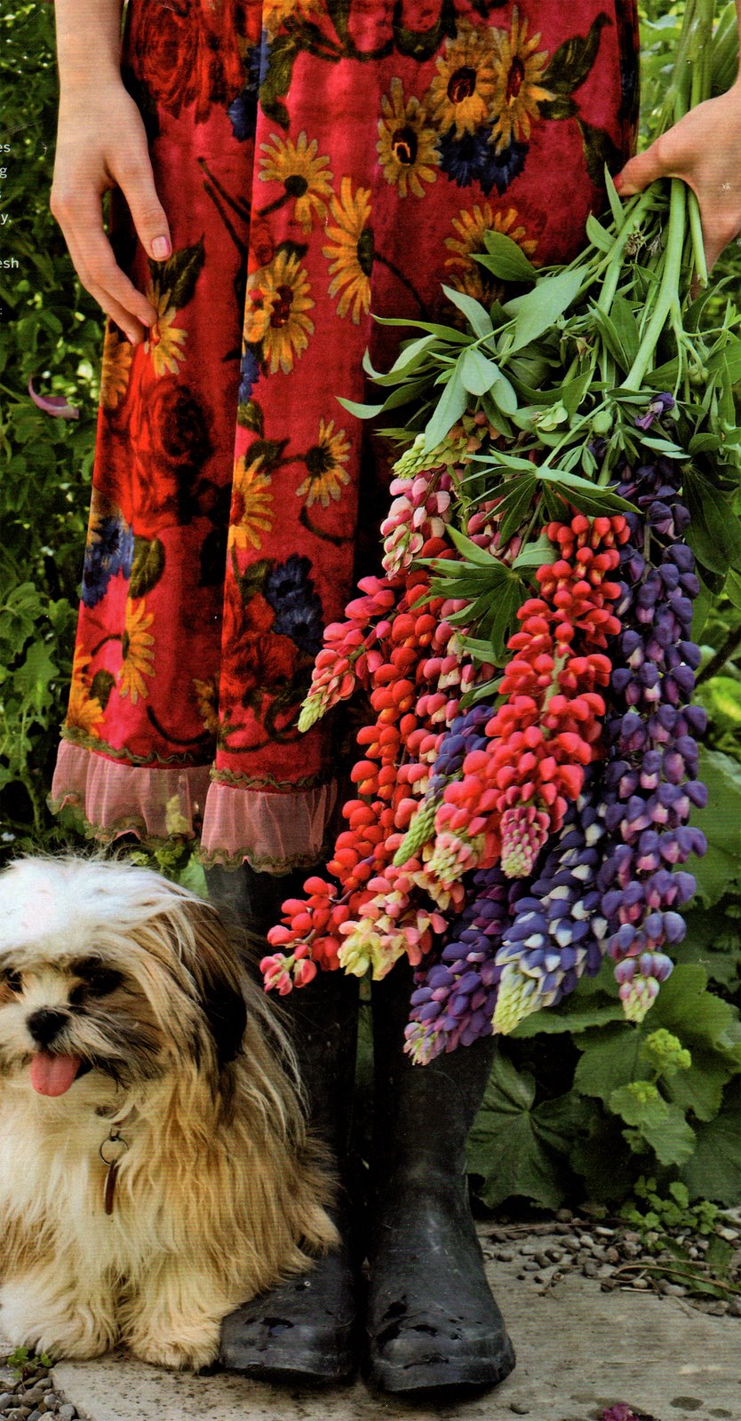 [RedSkirt_lupines.jpg]