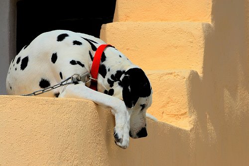 [Dalmatian_redcollar.jpg]