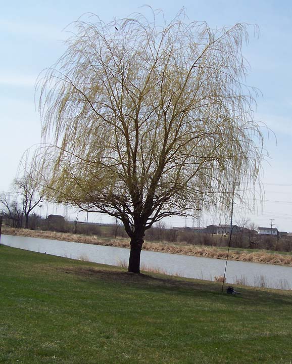 [Our-willow.jpg]