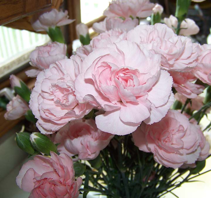 [Pink.carnations.gd.jpg]