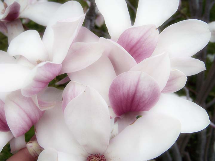 [DG-magnolias.2.jpg]