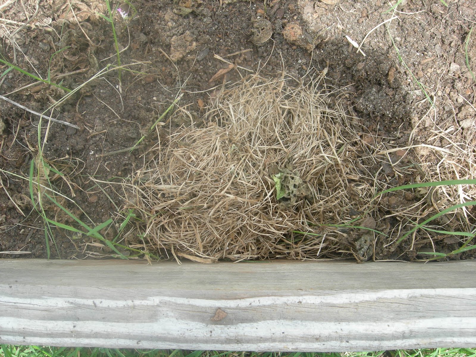 Loving and Serving Rabbit Nest!