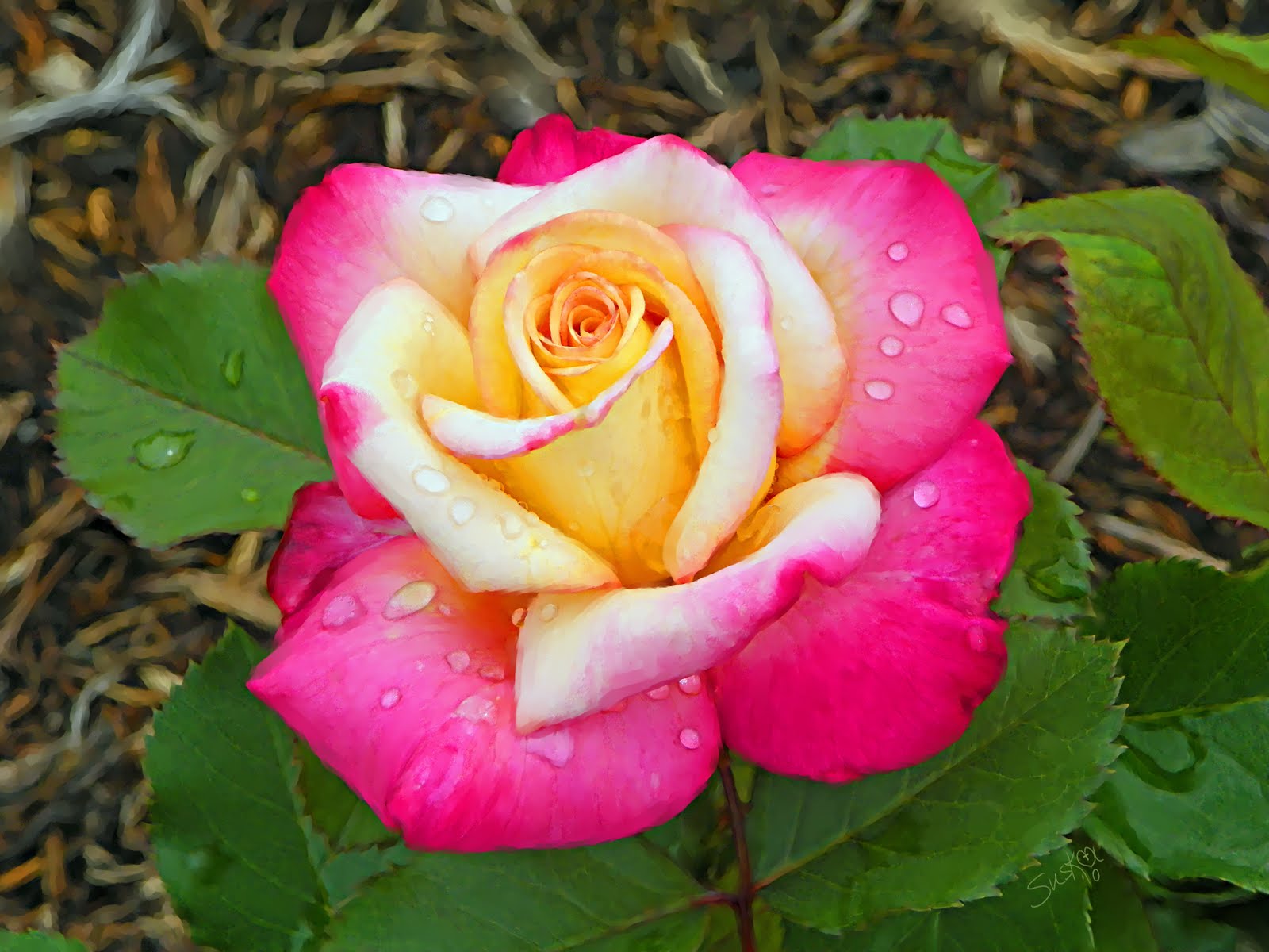 Yellow Rose