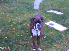 Rocky Dog!