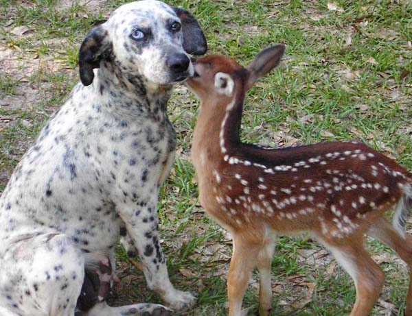 rehab-facility_volunteers_dog-deer.jpg
