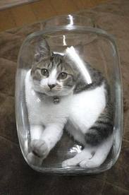 Snippets: " Bonsai Kittens