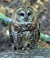 Mexican Spotted Owl