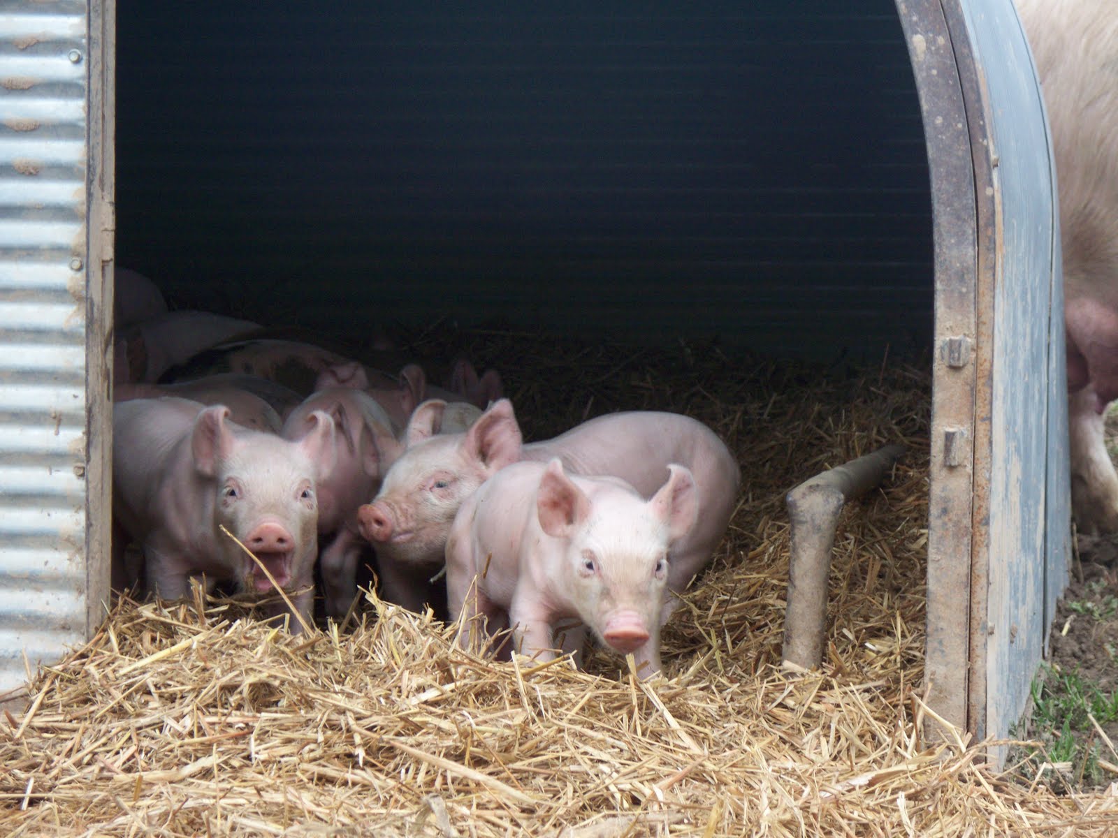 Group Of Pigs