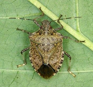 Stink Bug Anatomy