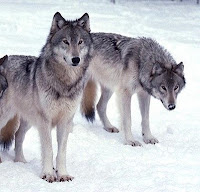 Wolves