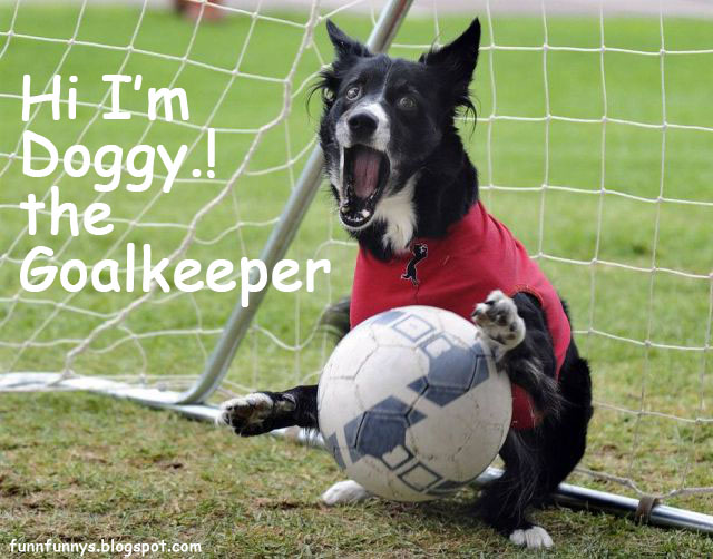 Funny Funny Pictures Funny Dogs