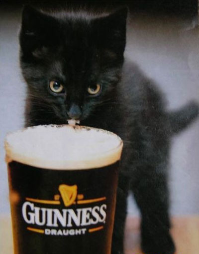 [Image: drunk+kitten+6.jpeg]