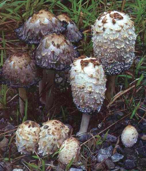 Musafir's Musings Fall 2010 Wild Mushrooms Skyline Ridge