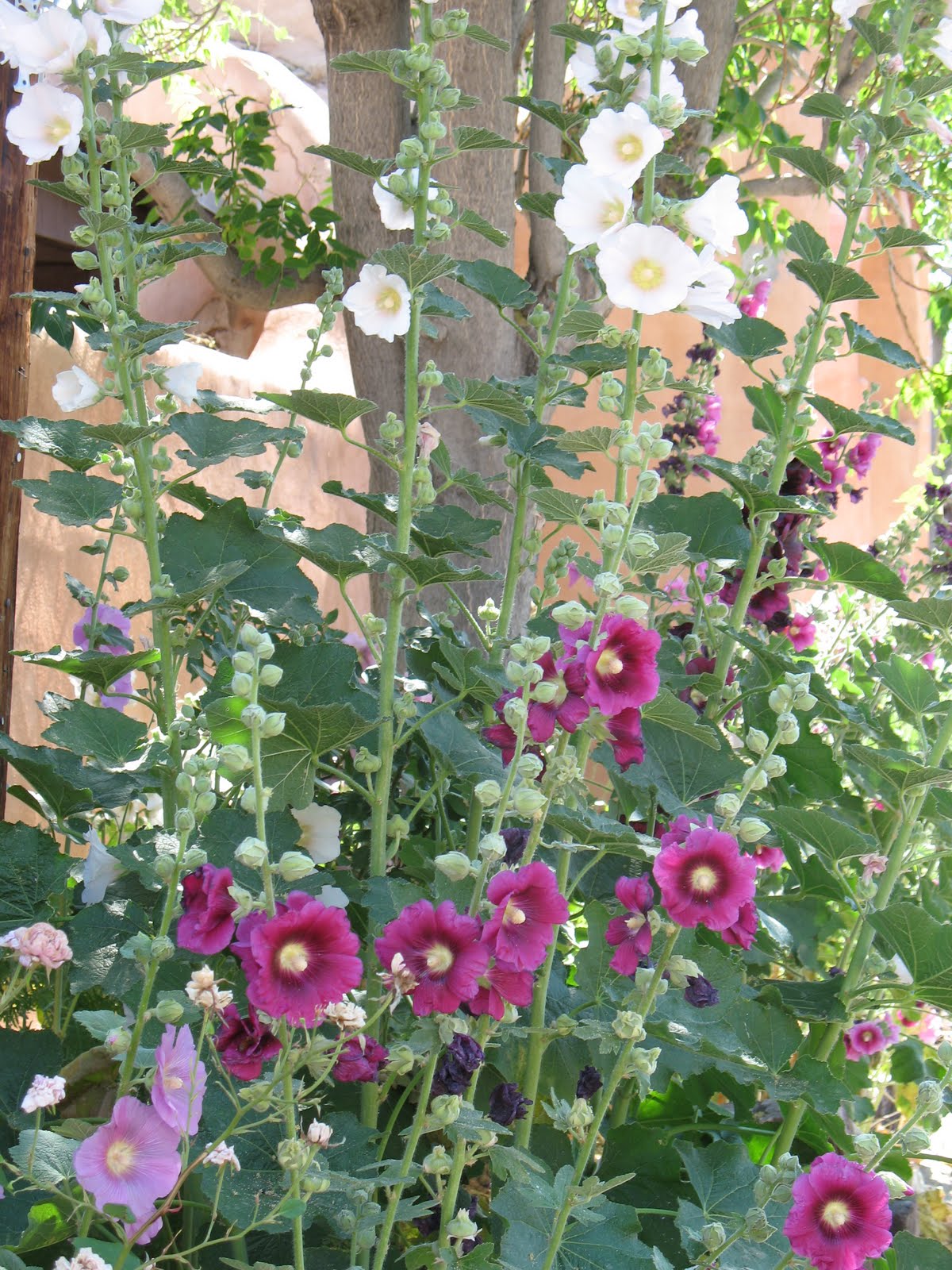 Miss Bloomers The Flowers of Santa Fe