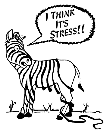 wall border zebra wallpaper border. wall border