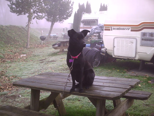 The Other Big Dog