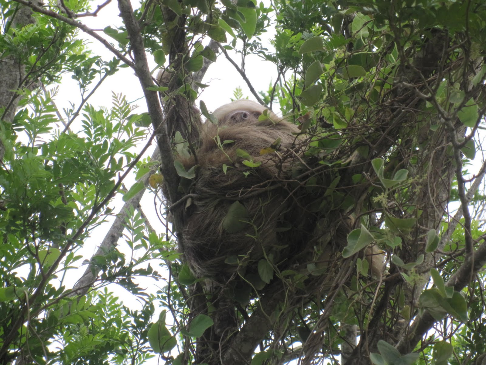 Biome Detectives of Costa Rica Flora & Fauna of Costa Rica
