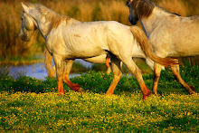 Caballos