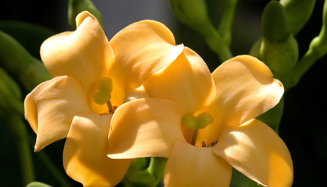 Blue Wave Pix: Puakenikeni