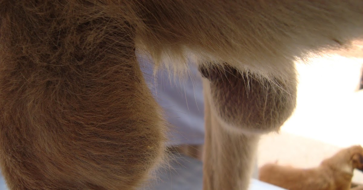 geetasharmavet Hygroma in a dog