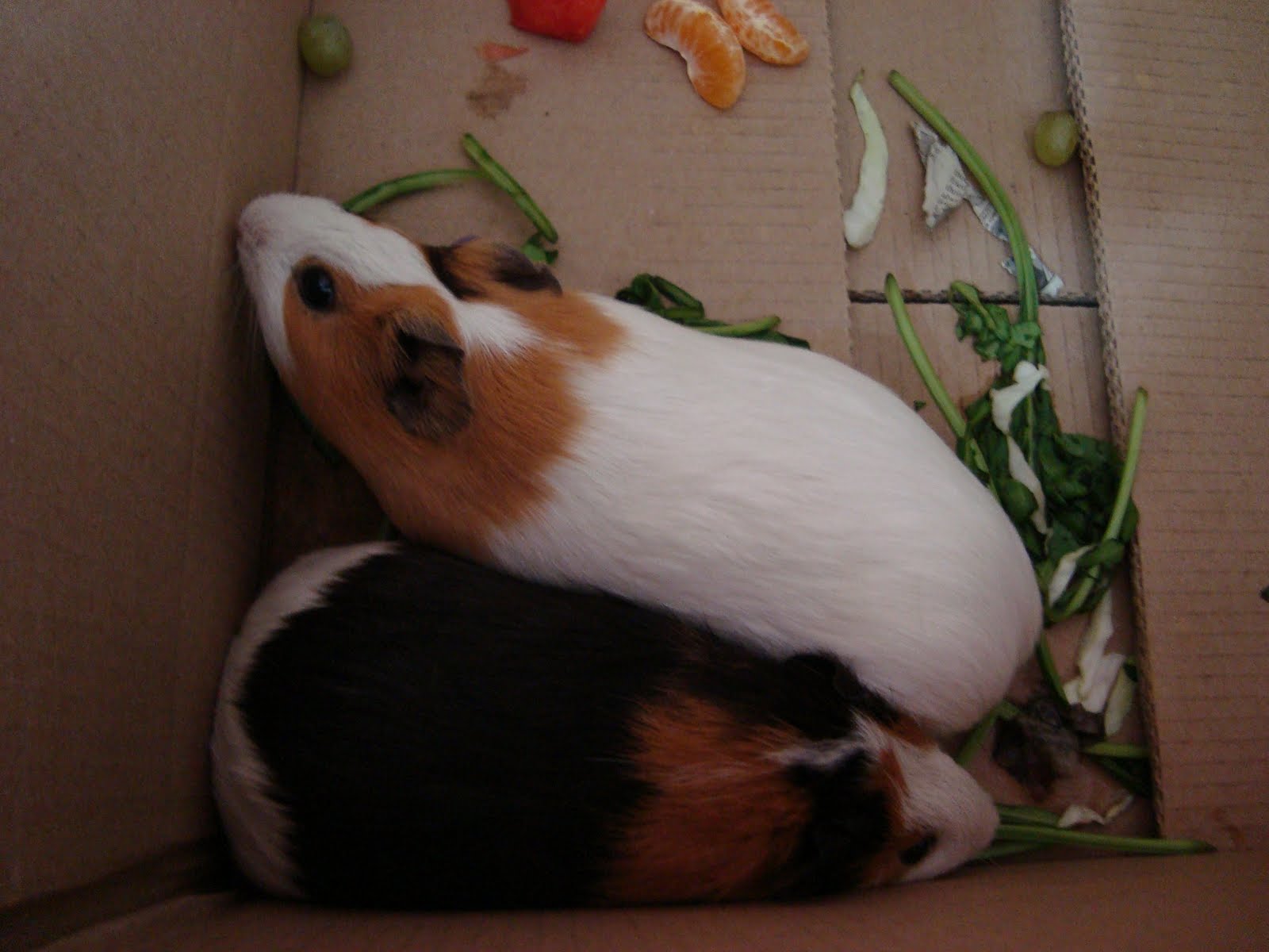 geetasharmavet: May 2010