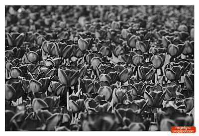 |1/400|f7.1|105mm|ISO 100| |1/400|f7.1|105mm|ISO 100|
