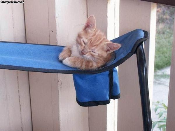 [Kitten_In_Cup_Holder.jpg]
