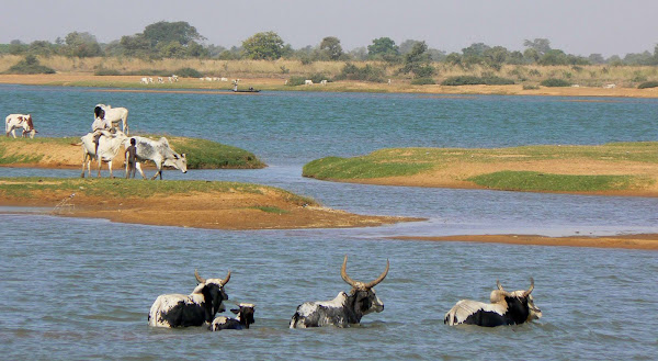 Cattle Crossing the River