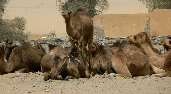 Camels Waiting