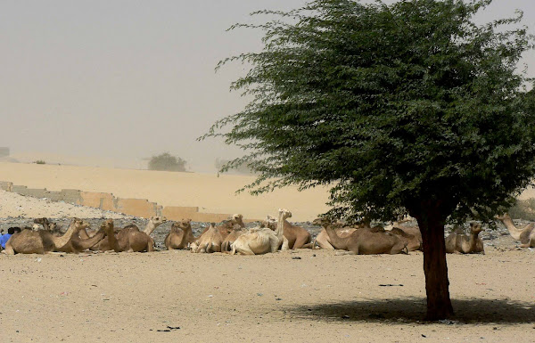 Camel Parking on the Edge of the Sahara