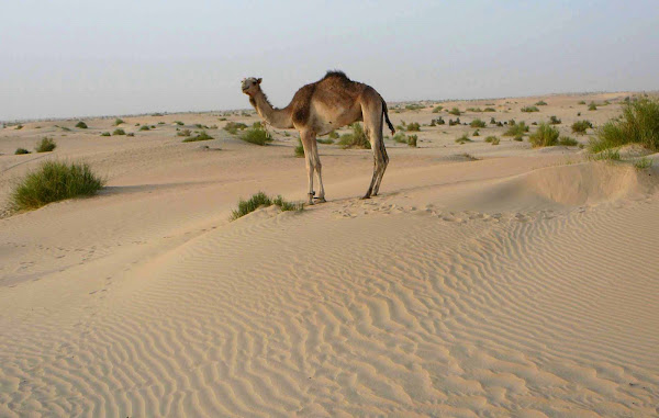 Solitary Camel