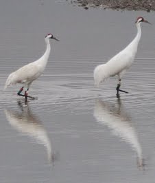 Reintroduced Whooping Cranes migrating through Georgia (sans ultralight leader)