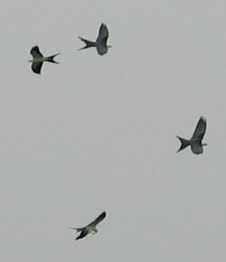Favorite Birds - Swallow-tailed Kite (STKI) !!!