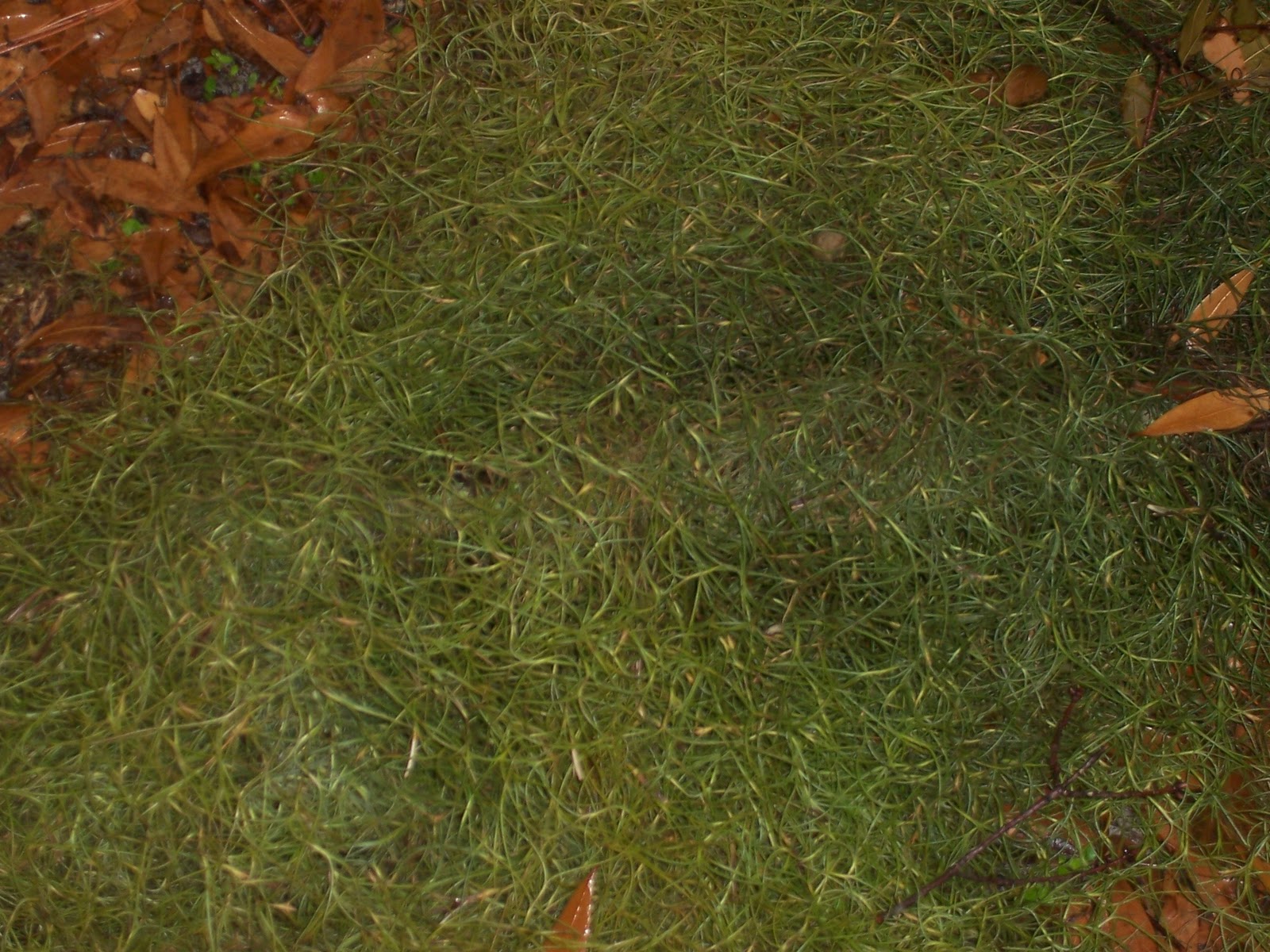 Panhead0422's Photographs WET SPANISH MOSS HAS COLOR