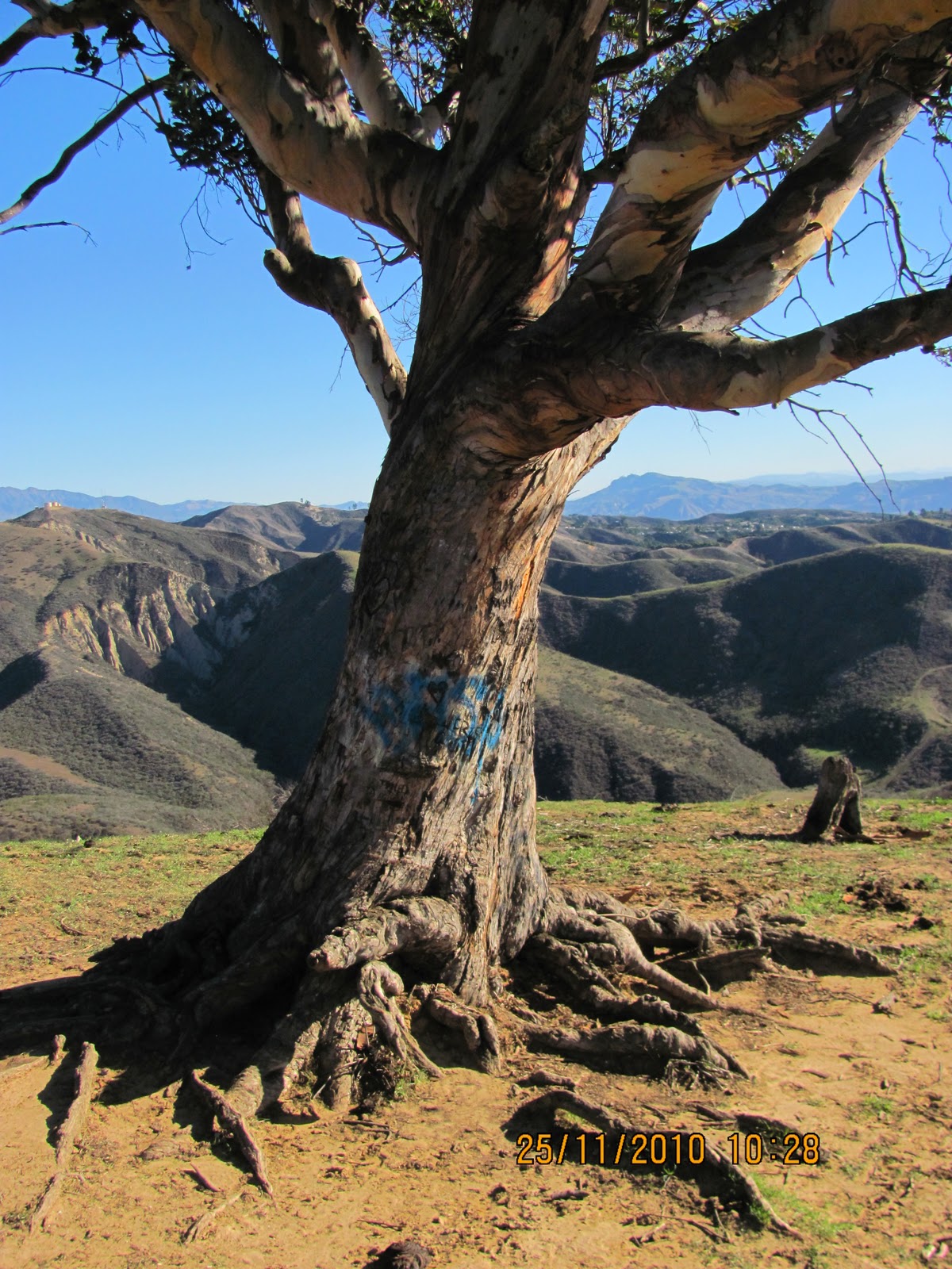 1000 Hikes in 1000 Days DAY 11 TWO TREES VENTURA, HAPPY THANKSGIVING