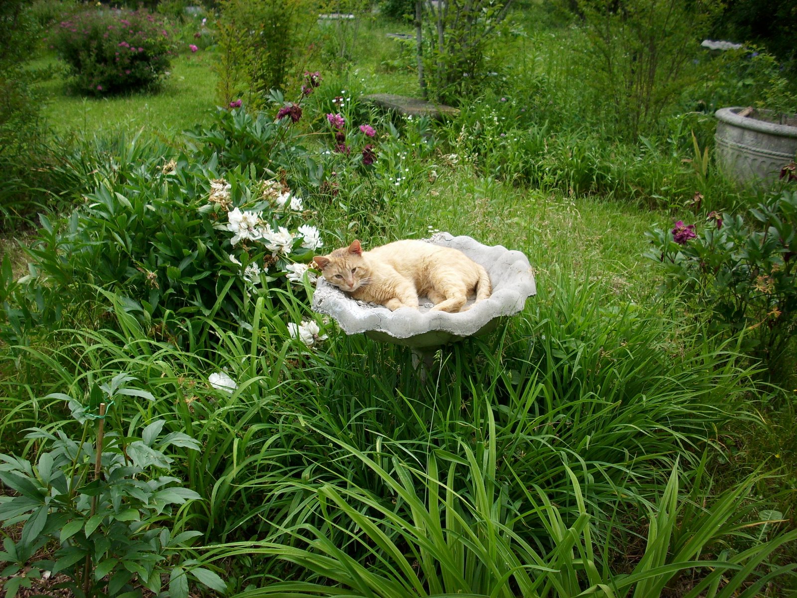 [Cat+In+Birdbath.jpg]
