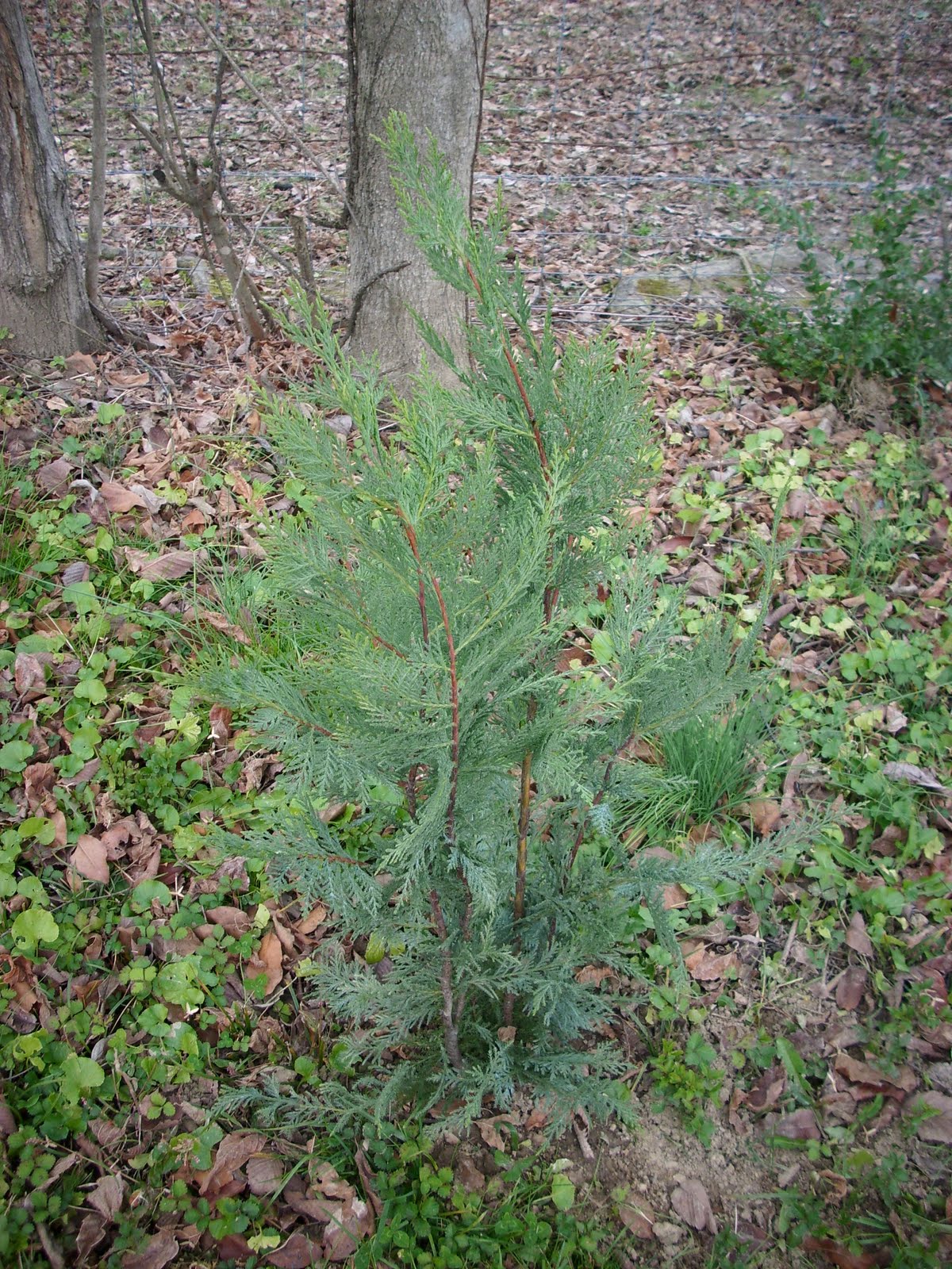 Peonies & Magnolias November 2009