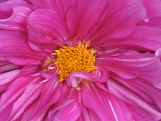 Flowers From Alaska