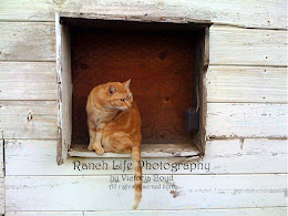 Garfield the Barn Cat